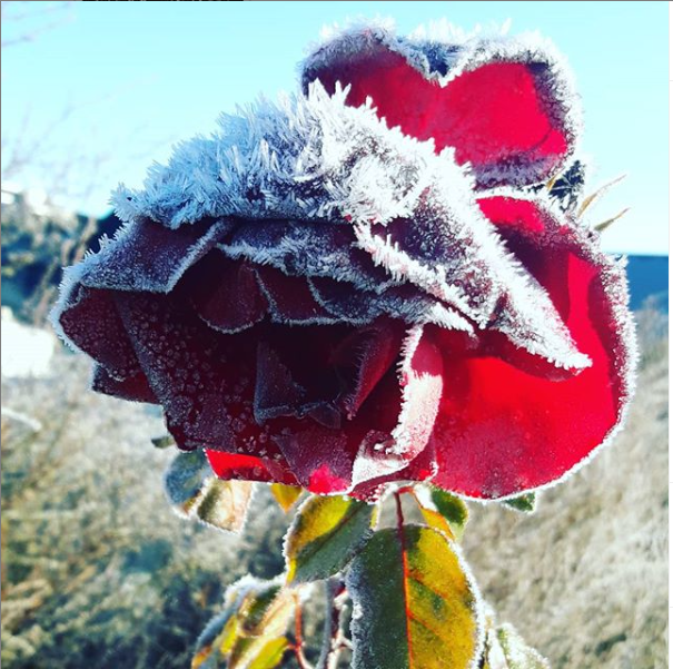 winter wanaka frozen rose